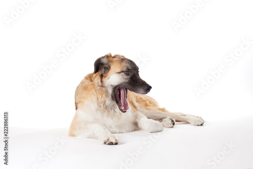 yawning dog photo