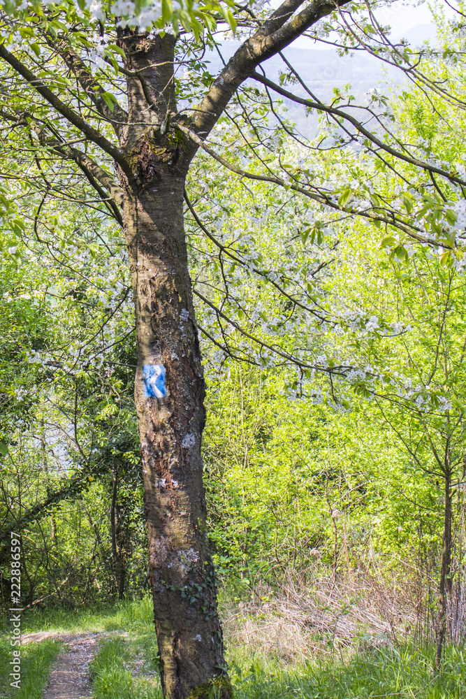 Fototapeta premium Wanderlust at the Rheinsteig trail
