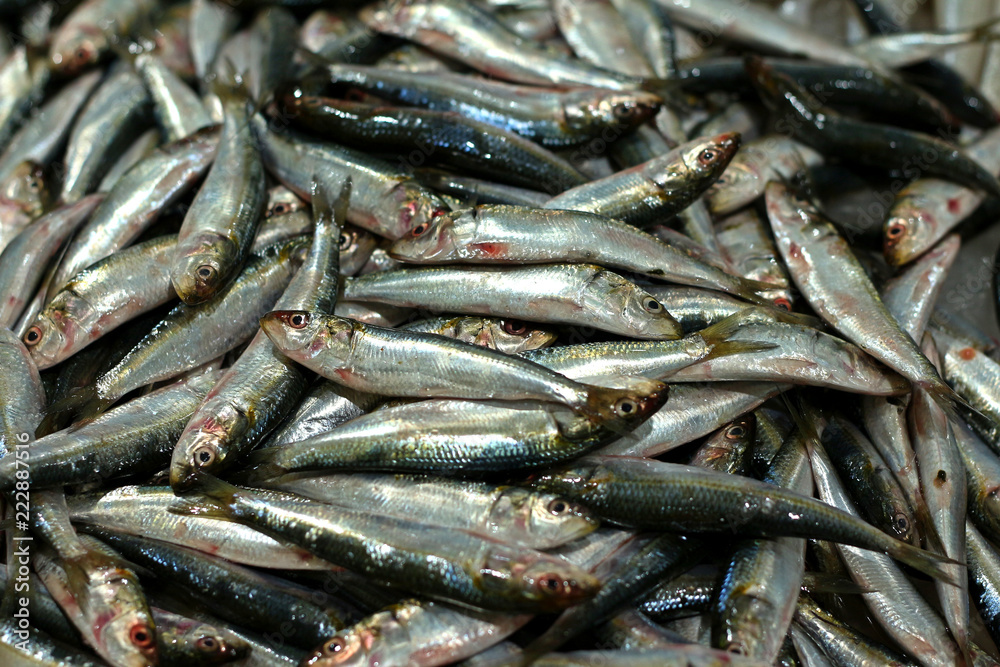sardines placed for sell