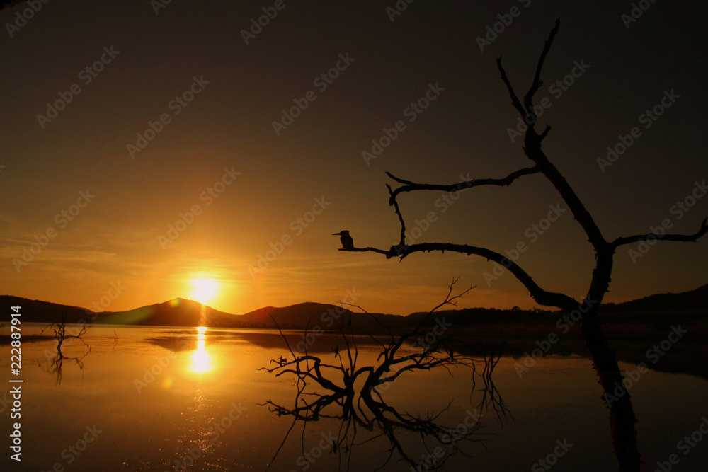 A calm scene off trees and a King fishernext to a open body of water just before sunrise. A calm scene off trees and a King fishernext to a open body of water just before sunrise.