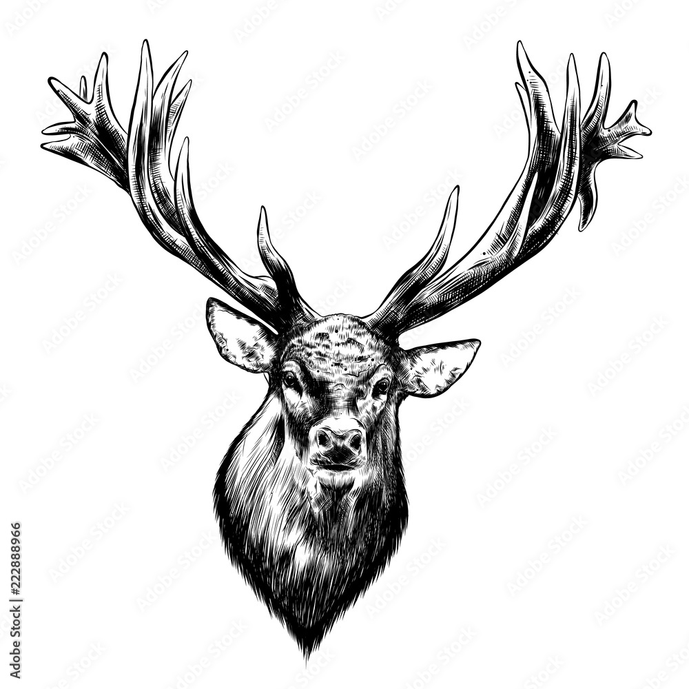 Naklejka premium Hand drawn sketch of deer in black isolated on white background. Detailed vintage style drawing. Vector illustration