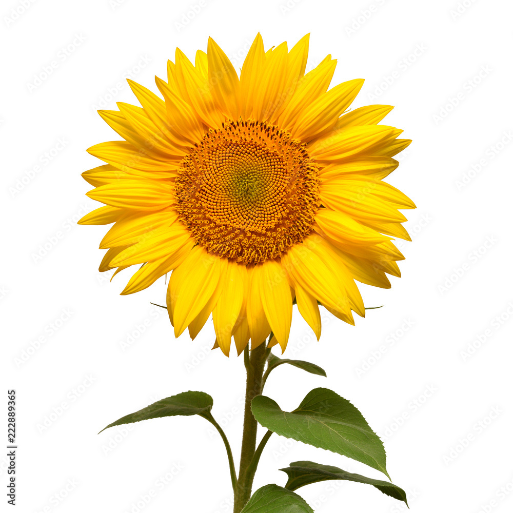 Naklejka premium Flower of sunflower head isolated on white background. Seeds and oil. Flat lay, top view
