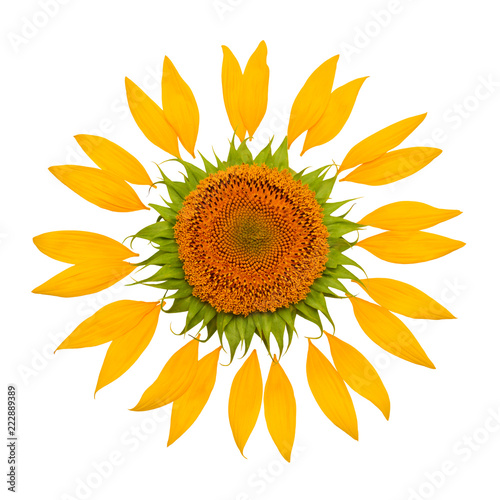 Fototapeta Naklejka Na Ścianę i Meble -  Creative idea of the sun from a sunflower and petals. Yellow flower and core. Flat lay, top view