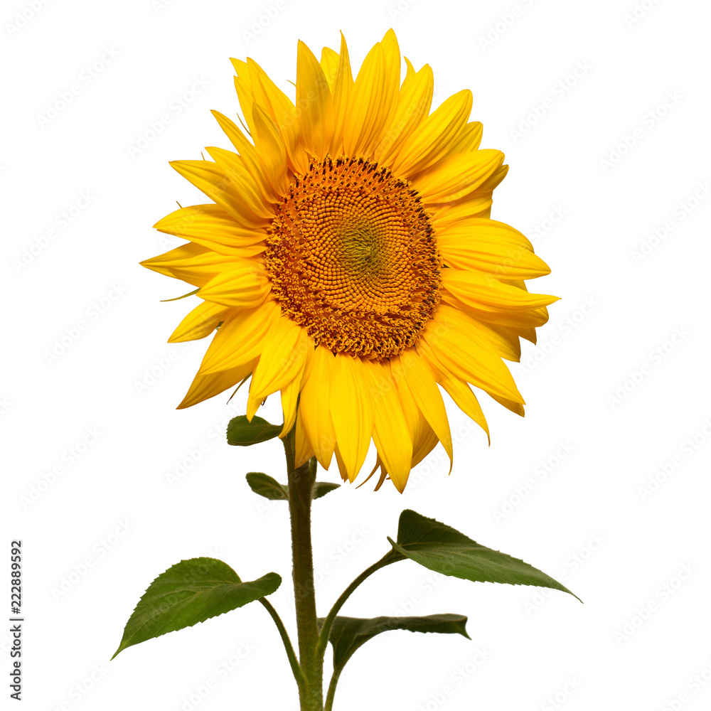 Naklejka premium Flower of sunflower isolated on white background. Seeds and oil. Flat lay, top view