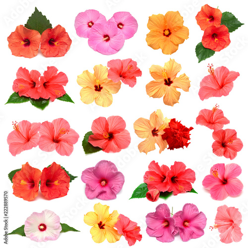 Collection of colored hibiscus flowers with leaves isolated on white background. Flat lay, top view. Creative card.