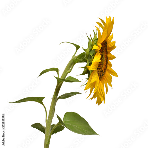 Fototapeta Naklejka Na Ścianę i Meble -  Flower of sunflower isolated on white background. Seeds and oil. Flat lay, top view