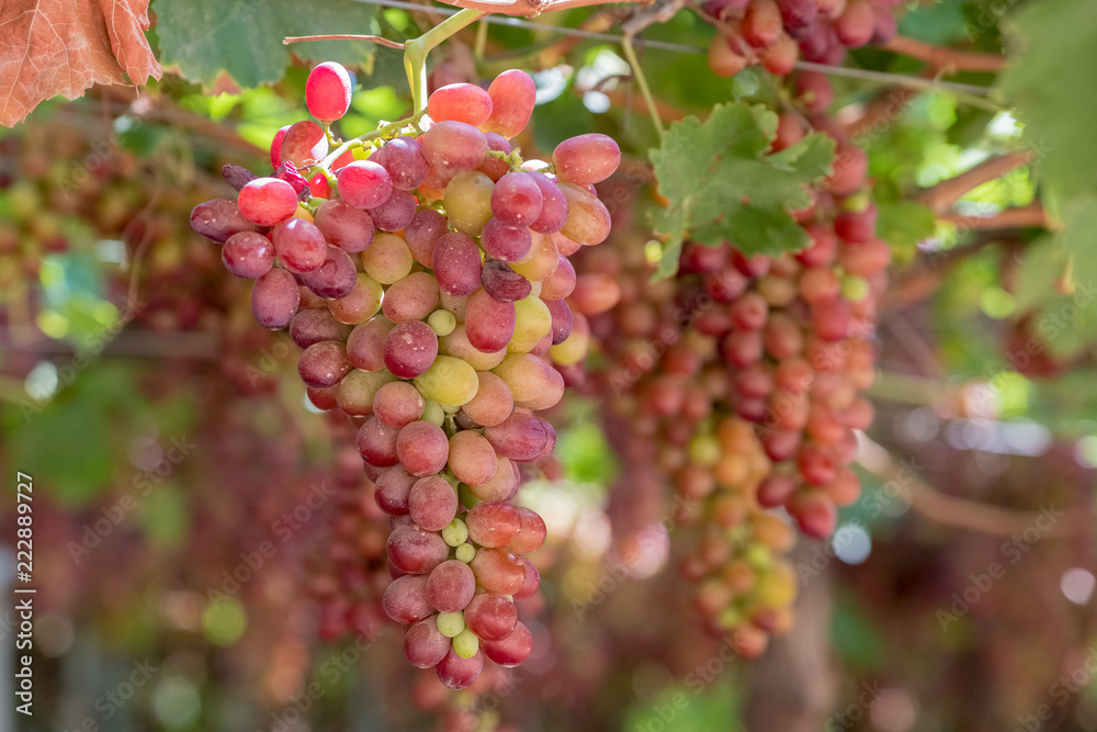 Grape clusters in hanging vine, special table grape without inner seed