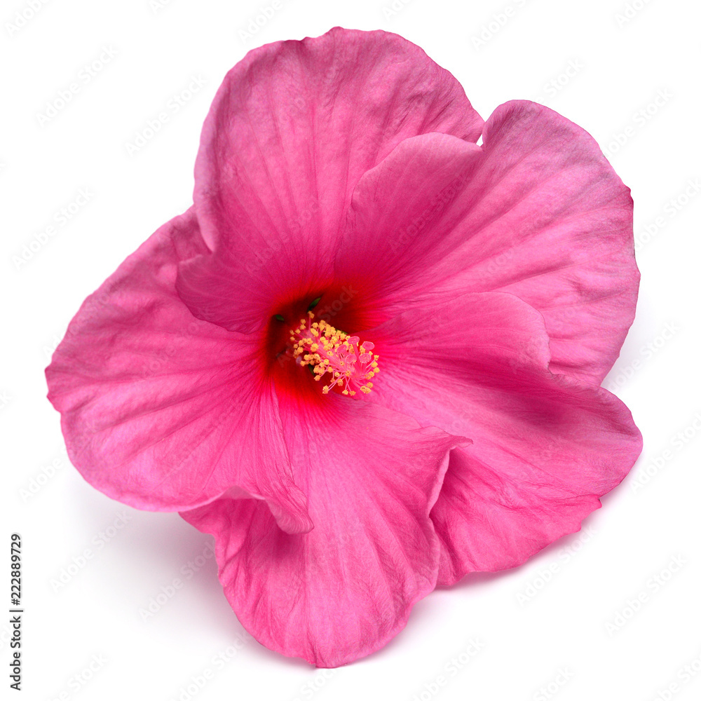 Naklejka premium Pink hibiscus flower isolated on white background. Flat lay, top view. Macro, object