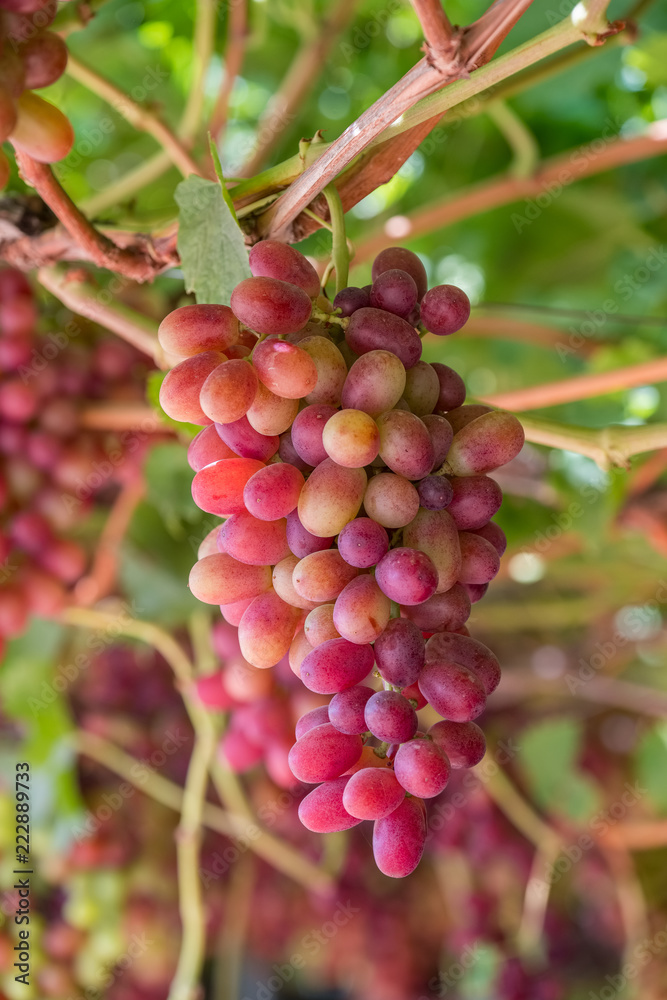 Grape clusters in hanging vine, special table grape without inner seed Grape clusters in hanging vine, special table grape without inner seed