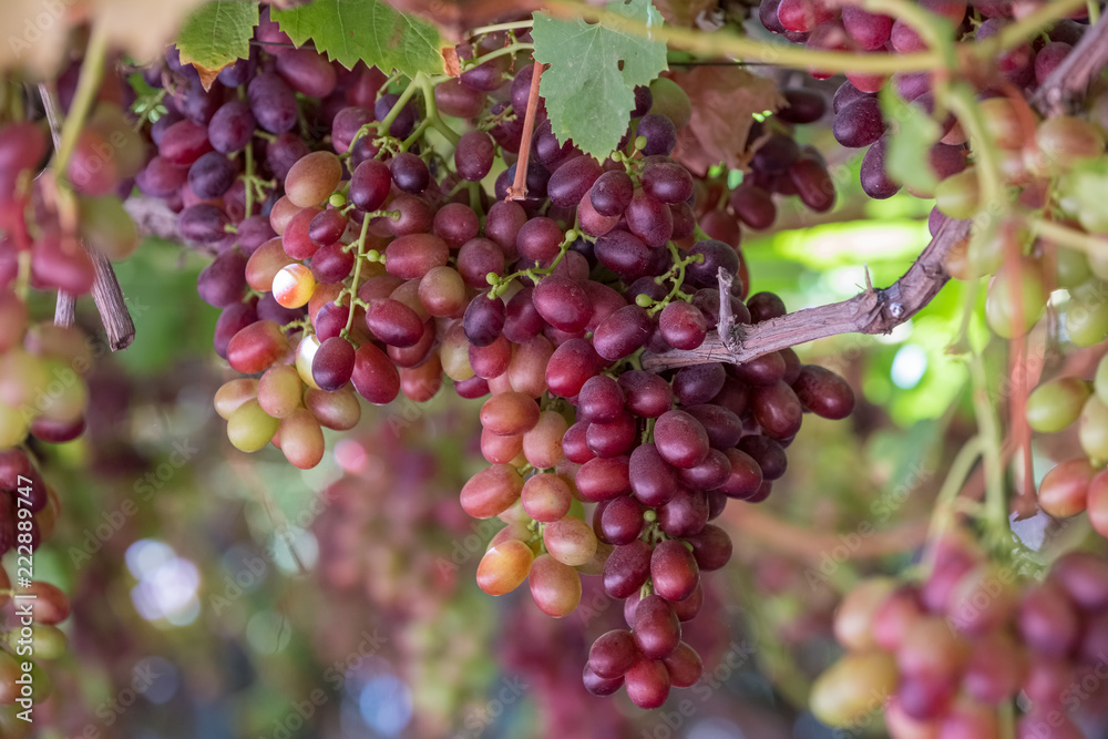Grape clusters in hanging vine, special table grape without inner seed Grape clusters in hanging vine, special table grape without inner seed