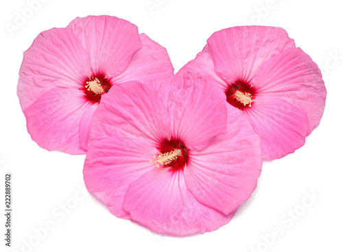 Three pink hibiscus flowers isolated on white background. Flat lay, top view. Object, macro