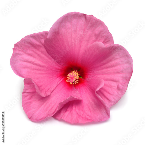 Fototapeta Naklejka Na Ścianę i Meble -  Pink hibiscus flower isolated on white background. Flat lay, top view. Macro, object