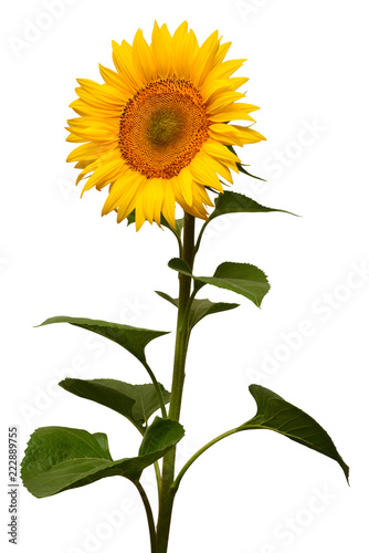 Fototapeta Naklejka Na Ścianę i Meble -  Flower of sunflower isolated on white background. Seeds and oil. Flat lay, top view