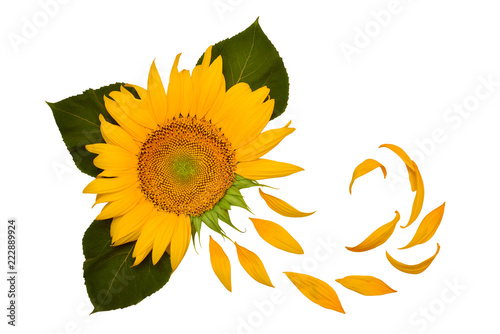 Fototapeta Naklejka Na Ścianę i Meble -  Creative idea flower of a sunflower and petals flying in the wind. Abstraction and wave. Agricultural topics. Place for text. Flat lay, top view