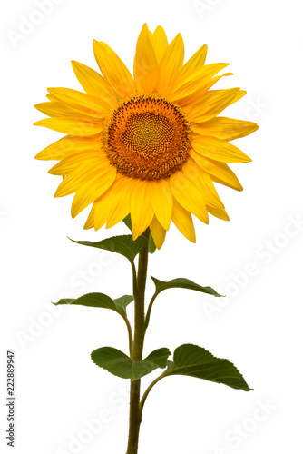 Flower of sunflower isolated on white background. Seeds and oil. Flat lay  top view