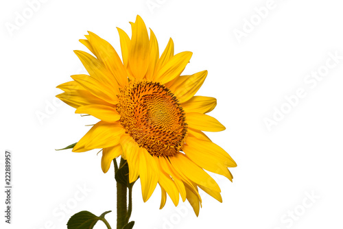 Fototapeta Naklejka Na Ścianę i Meble -  Flower of sunflower head isolated on white background. Seeds and oil. Flat lay, top view