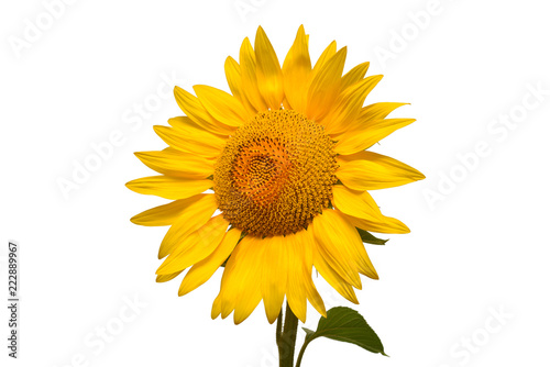 Fototapeta Naklejka Na Ścianę i Meble -  Flower of sunflower head isolated on white background. Seeds and oil. Flat lay, top view