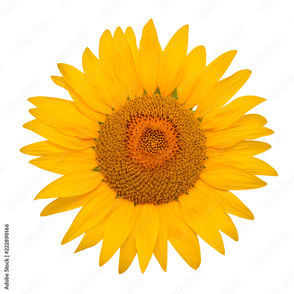 Fototapeta premium Flower of sunflower head isolated on white background. Seeds and oil. Flat lay, top view