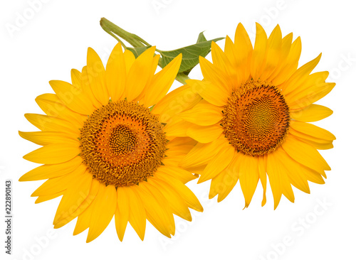 Fototapeta Naklejka Na Ścianę i Meble -  Two sunflowers isolated on white background. Flower bouquet. The seeds and oil. Flat lay, top view