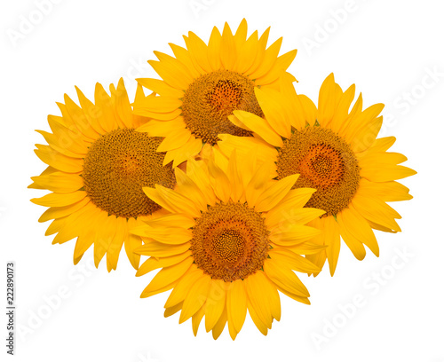 Fototapeta Naklejka Na Ścianę i Meble -  Sunflowers isolated on white background. Flower bouquet. The seeds and oil. Flat lay, top view
