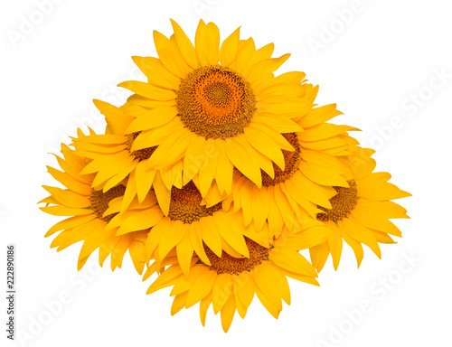 Fototapeta Naklejka Na Ścianę i Meble -  Sunflowers  hill group isolated on white background. Flower bouquet. The seeds and oil. Flat lay, top view