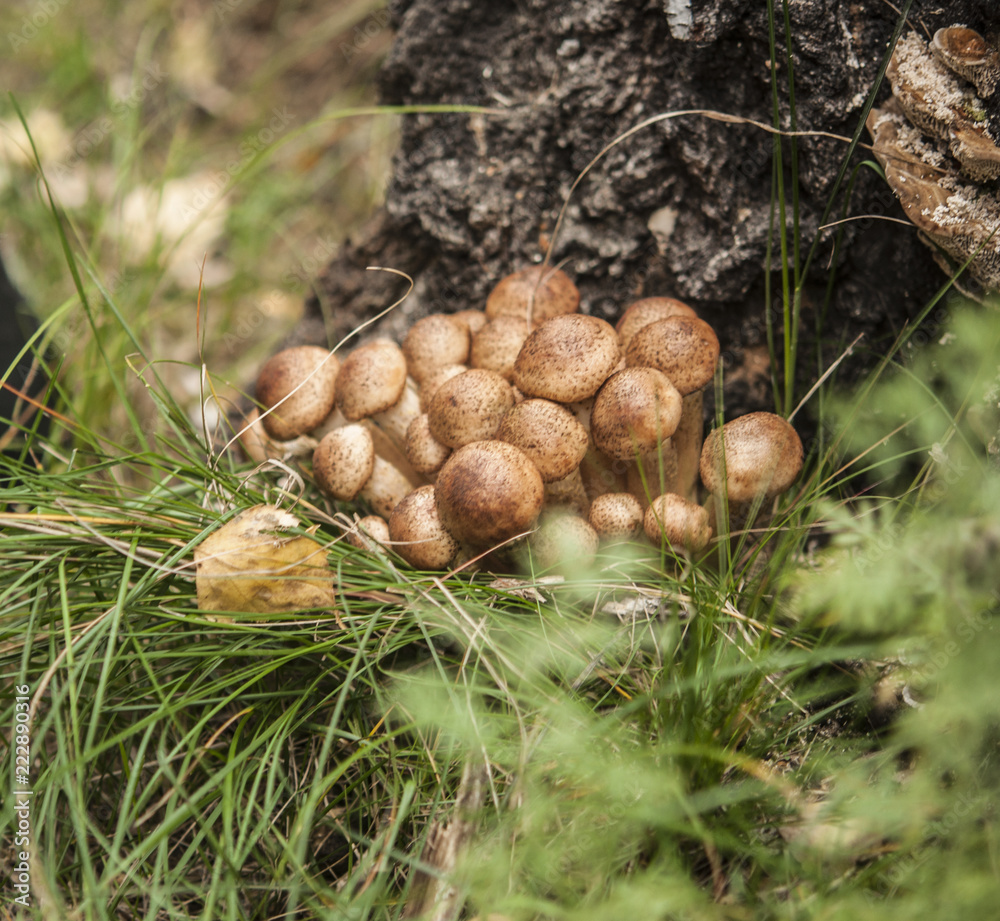 Mushroom in the forest Mushroom in the forest