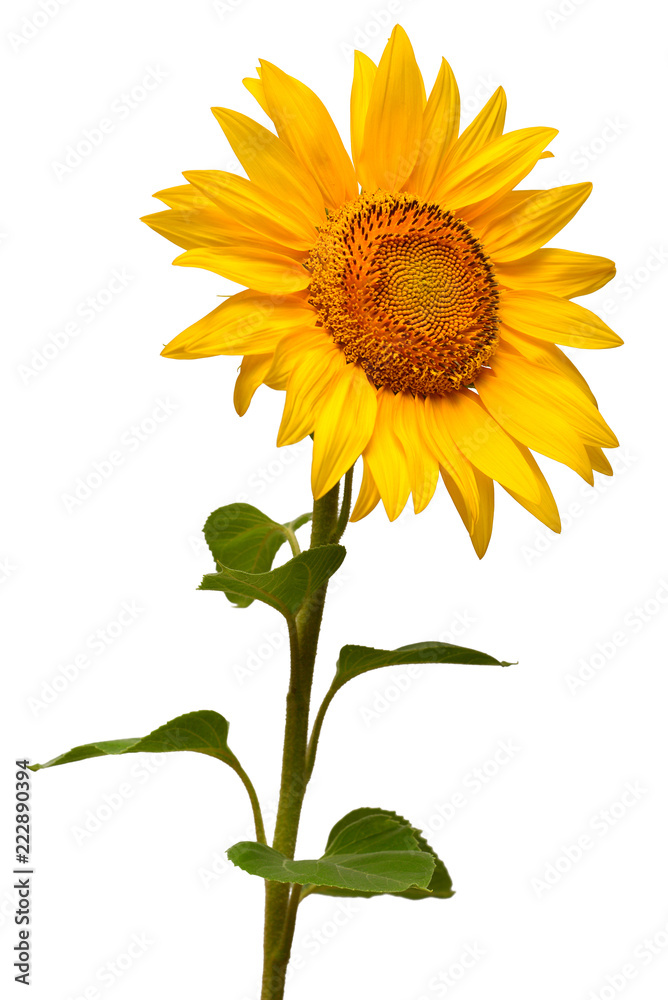 Flower of sunflower isolated on white background. Seeds and oil. Flat lay, top view