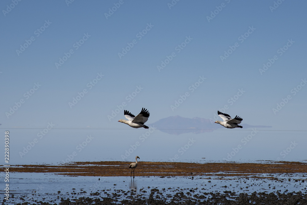 Andean geese in flight
