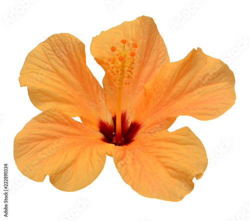 Orange hibiscus flower isolated on white background. Flat lay, top view. Chinese rose, object