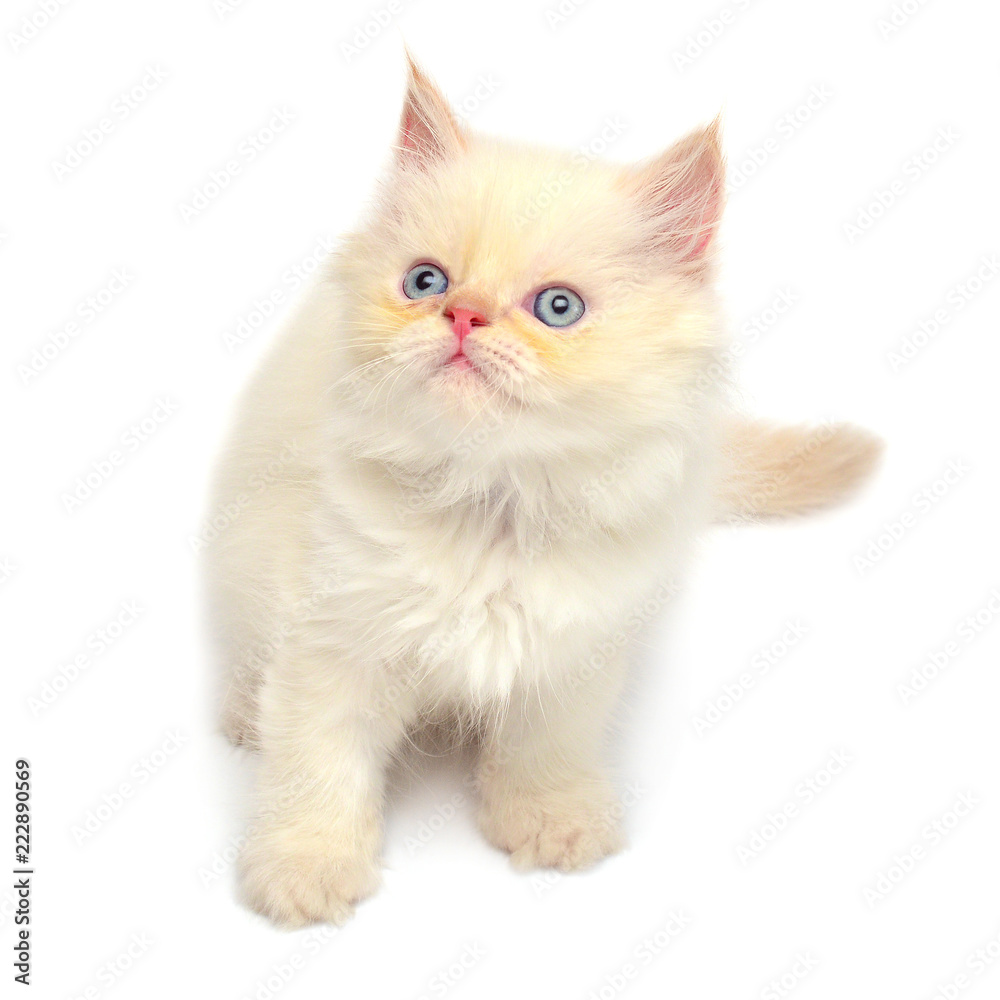Cream beautiful playful kitten sitting isolated on white background. Persian cat. Creative