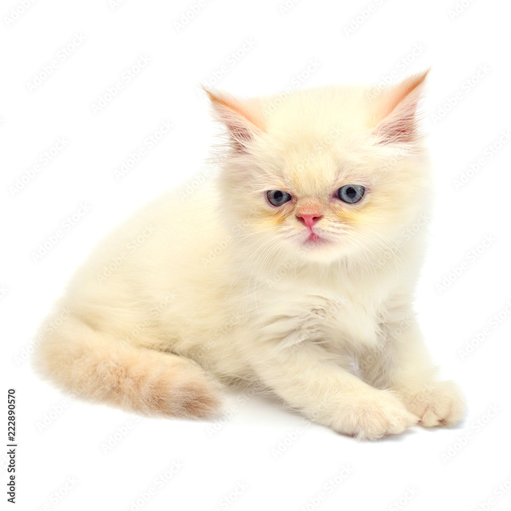 Cream beautiful playful kitten sitting isolated on white background. Persian cat. Creative