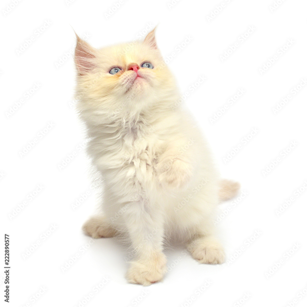Cream beautiful playful kitten paws isolated on white background. Persian cat. Creative