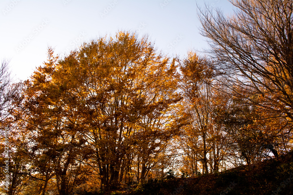 Fall season at the Montseny in Catalonia, Spain. Fall season at the Montseny in Catalonia, Spain.