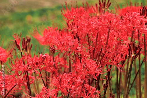 鮮紅色の彼岸花