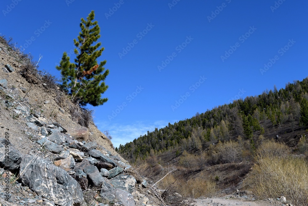 Mountain landscape in the area of the river Yarlyamry. Mountain Altai Mountain landscape in the area of the river Yarlyamry. Mountain Altai
