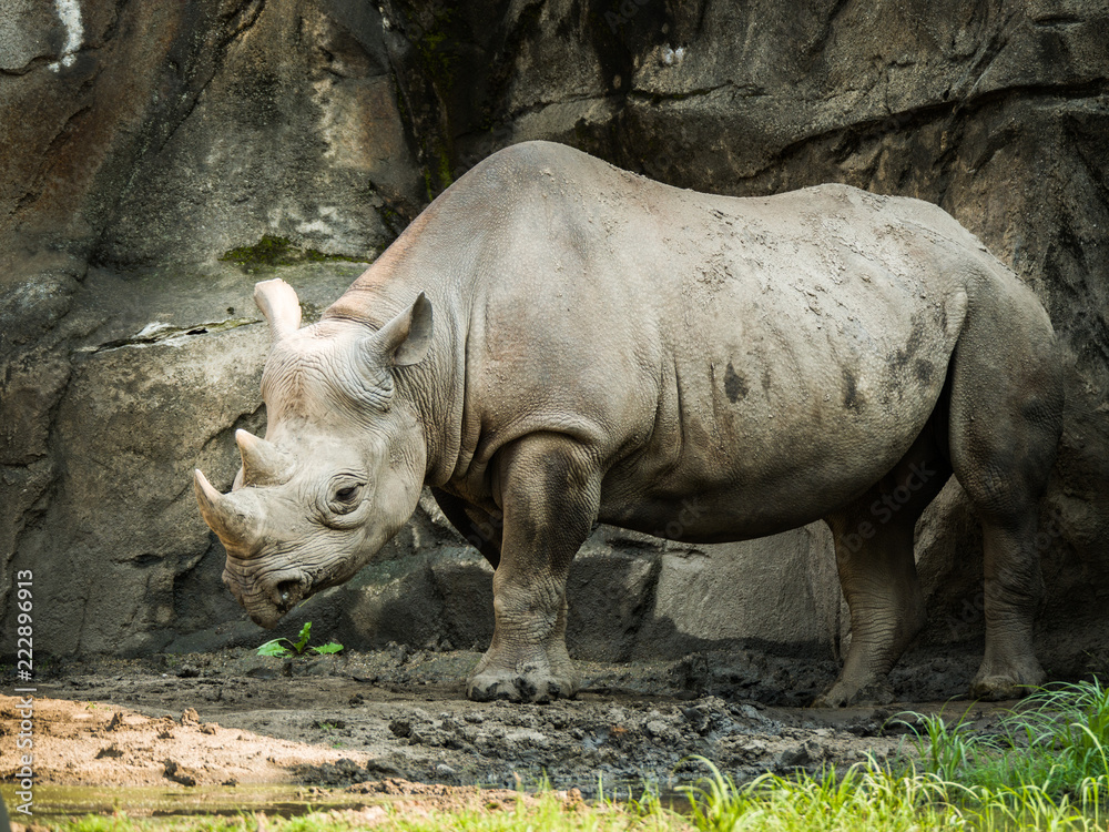 A closeup full body animal portrait of a large adult eastern black rhinoceros. A closeup full body animal portrait of a large adult eastern black rhinoceros.