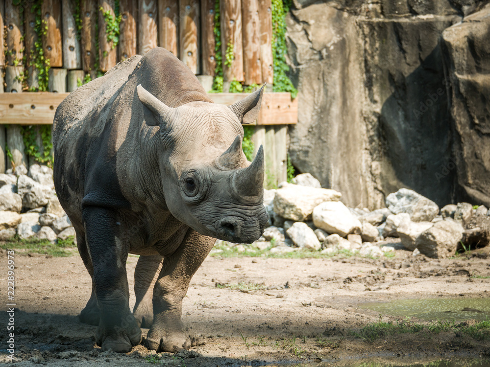 A closeup full body animal portrait of a large adult eastern black rhinoceros. A closeup full body animal portrait of a large adult eastern black rhinoceros.