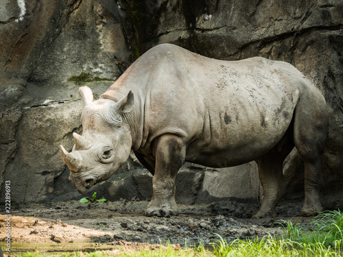 A closeup full body animal portrait of a large adult eastern black rhinoceros.