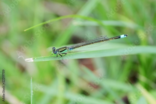 Lady of the insect world "Damselfly"