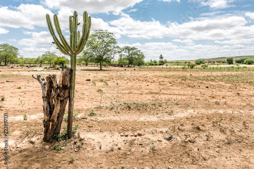 São Domingos do Cariri, Paraiba, Brazil - February, 2018: Landscape of Caatinga Biome cactus