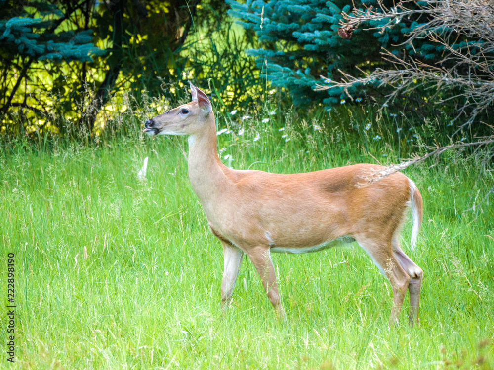 Funny or humorous close up wildlife nature photograph of a female doe white tail deer standing in a grassy opening in a meadow with her tongue sticking out and trees in the background. Funny or humorous close up wildlife nature photograph of a female doe white tail deer standing in a grassy opening in a meadow with her tongue sticking out and trees in the background.
