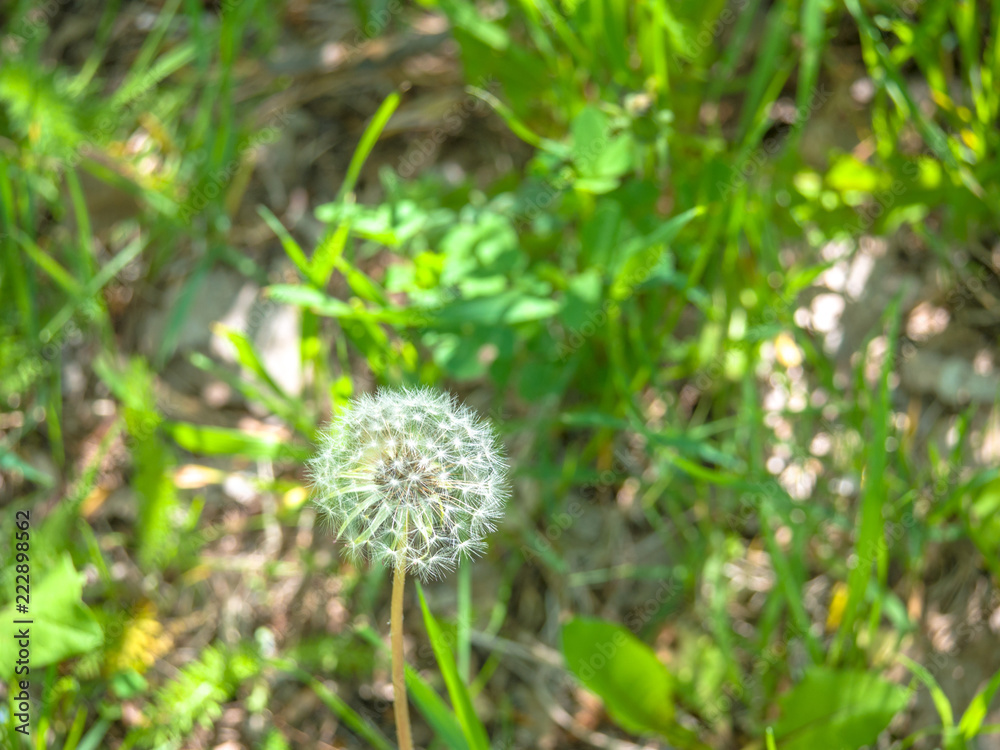 Beautiful macro photograph of a single white dandelion flower going to seed with blurred green grass and in the background Beautiful macro photograph of a single white dandelion flower going to seed with blurred green grass and in the background