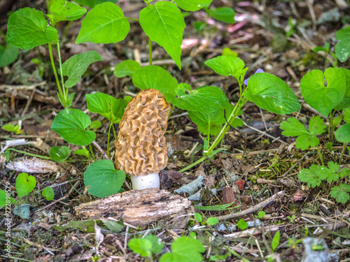Photograph of a wild morel mushroom or morchella growing under a dead elm tree in rural Wisconsin.