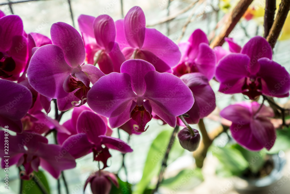 Fototapeta premium Netherlands,Lisse, CLOSE-UP OF PINK ORCHIDS
