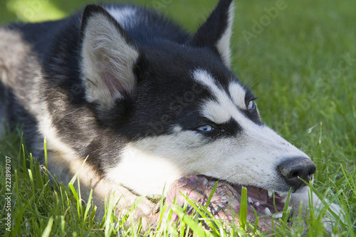 husky eats a bone