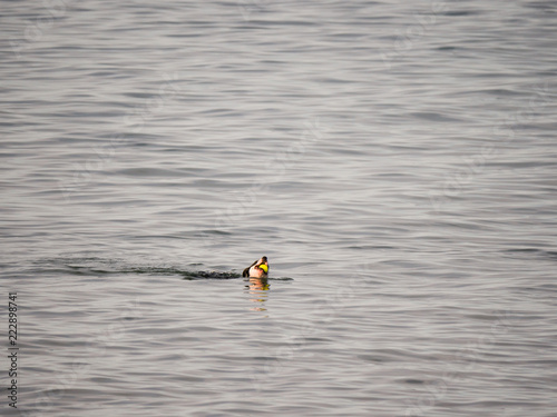 A dog swims out and retrieves a ball thrown by its owner into Lake Michigan with its head sticking above water and ball in its mouth as it doggy paddles back to shore.