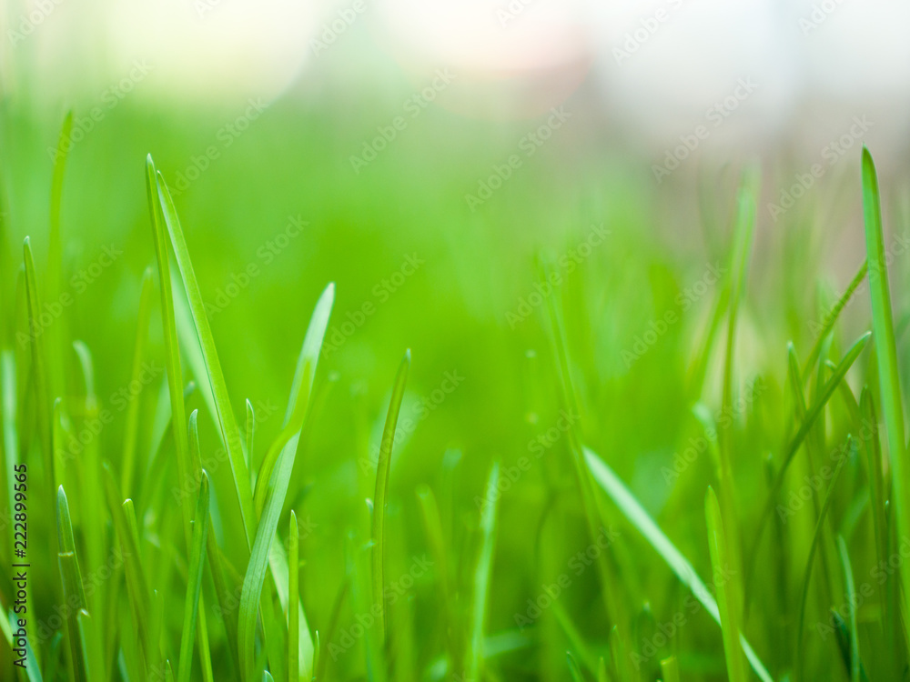 Close up macro photograph of a patch of fresh vibrant green grass in a planter with blurred bokeh background beyond in spring.