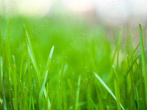 Close up macro photograph of a patch of fresh vibrant green grass in a planter with blurred bokeh background beyond in spring.