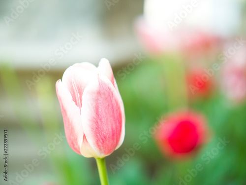 Fototapeta Naklejka Na Ścianę i Meble -  Beautiful close-up flower macro photo of pink and red tulips planted in a garden along the streets in downtown Chicago in spring with blurred bokeh background.