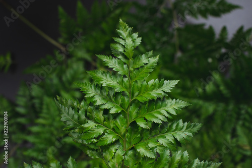 Green leatherleaf fern background.